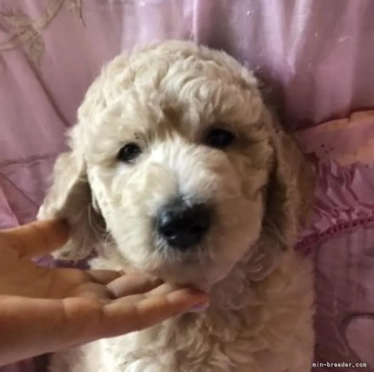 ID:2208-00983の子犬