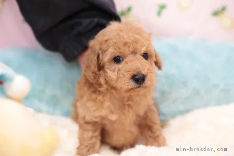ラブくん 様のお迎えした子犬