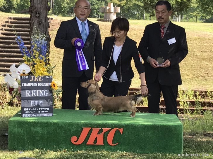 山口　洋子(やまぐち　ようこ)ブリーダー(北海道・サモエドなど・JKC登録)の紹介写真1