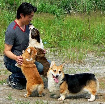 みんなの犬図鑑 福岡県で評判の良いウェルシュ コーギー ペンブロークのブリーダー紹介