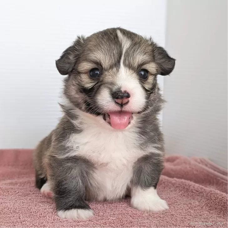 ID:2404-00163の子犬