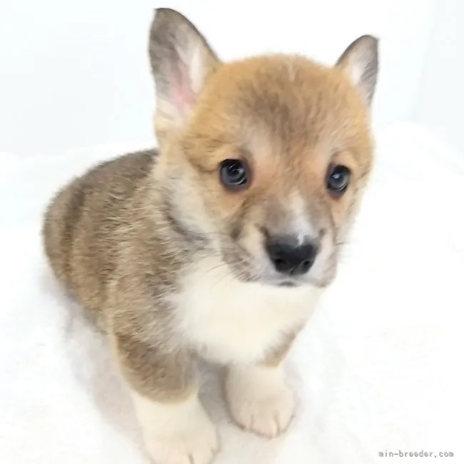ID:2302-04576の子犬