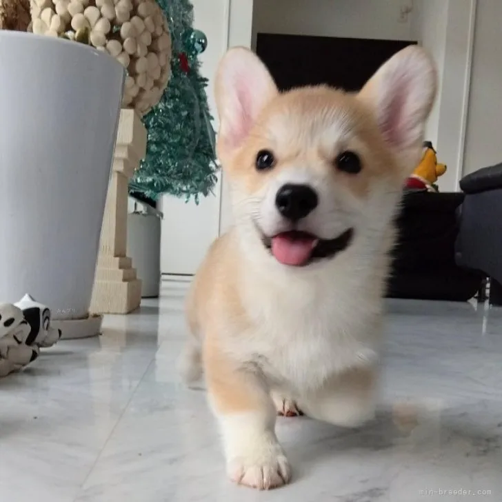 ぼびーちゃん 様のお迎えした子犬