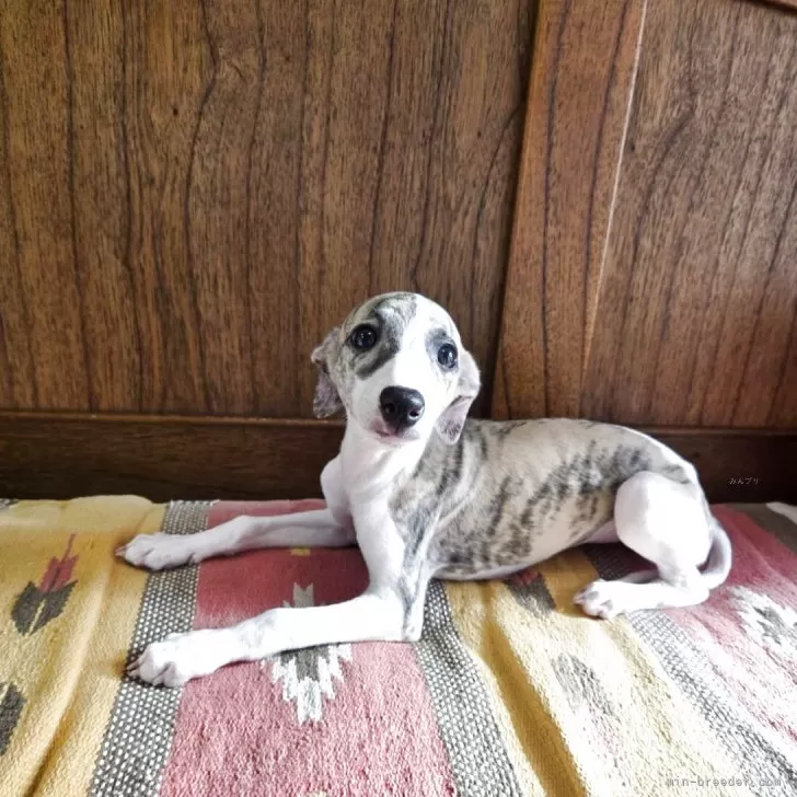 A.H 様のお迎えした子犬