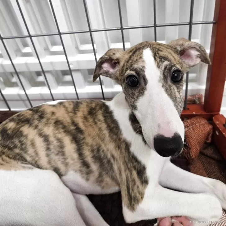 ID:2507-03052の子犬