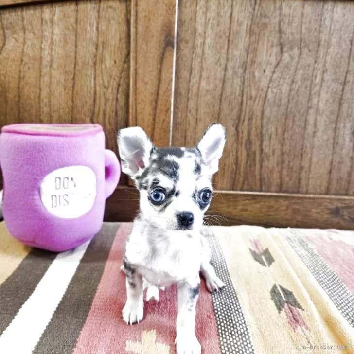M.H 様のお迎えした子犬