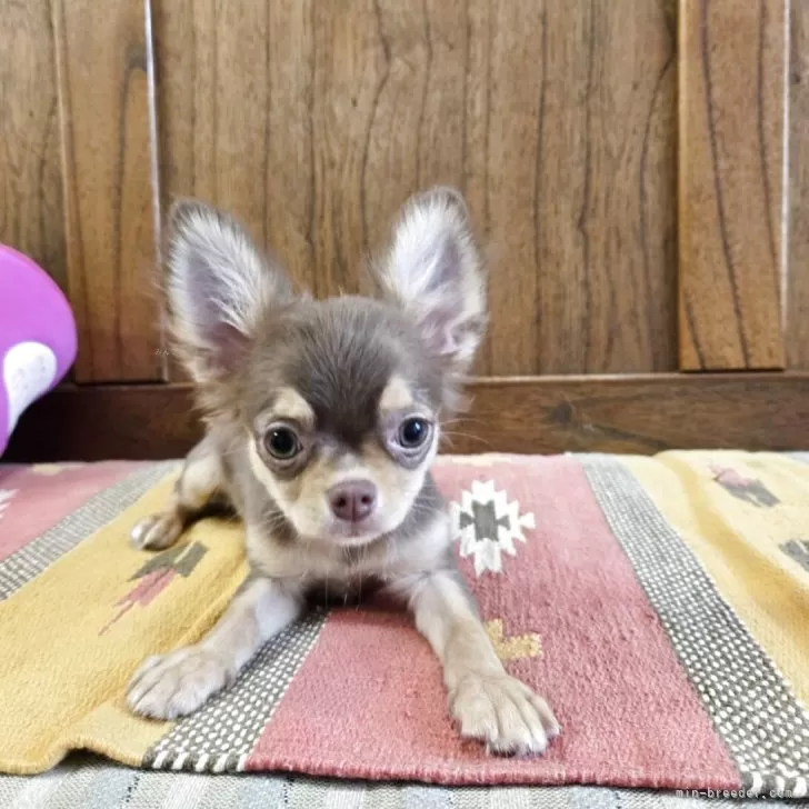 ID：2506-04130の子犬