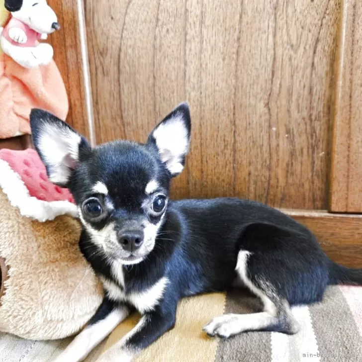 ID：2501-06522の子犬