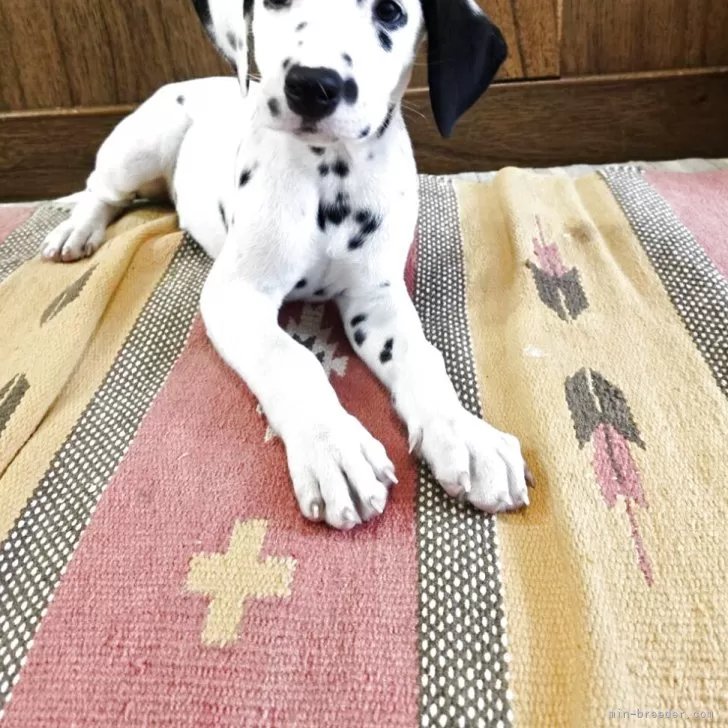 ID:2504-02064の子犬