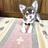チワワ(ロング)