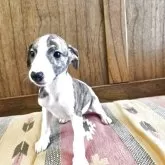 ウィペット