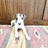 ウィペット
