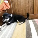 チワワ(スムース)【大阪府・女の子・2024年11月10日・ブラッククリーム&タン】の写真2