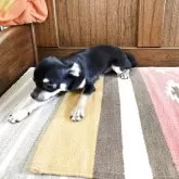 チワワ(スムース)【大阪府・女の子・2024年11月10日・ブラッククリーム&タン】の写真3