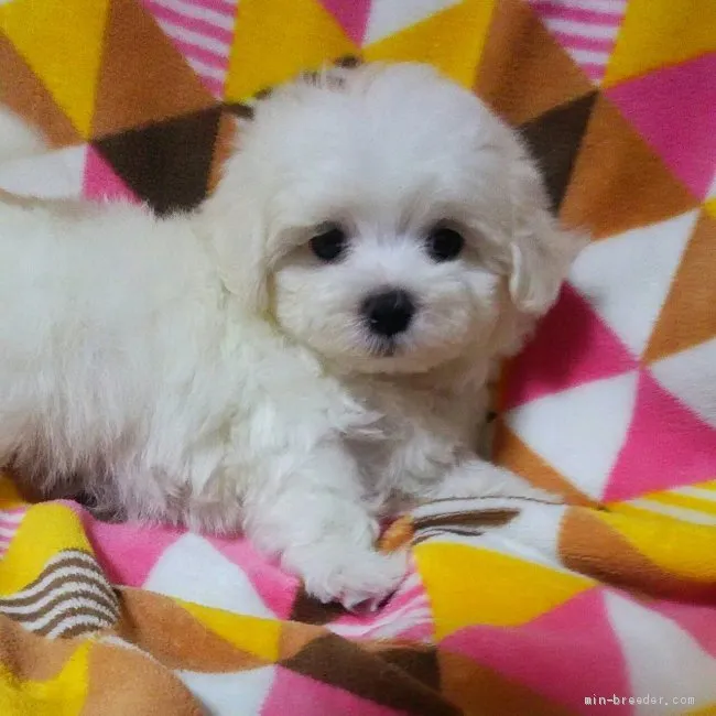 Ｍ．Ｒ／Ａ 様のお迎えした子犬
