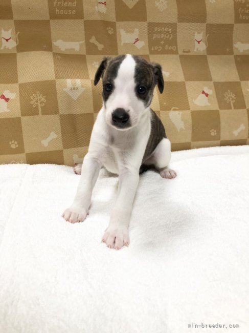 ウィペットの子犬をお迎えいただいたお客様の声 口コミ 評判 みんなのブリーダー