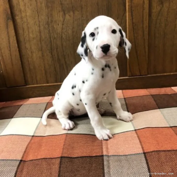 ID:2301-02579の子犬