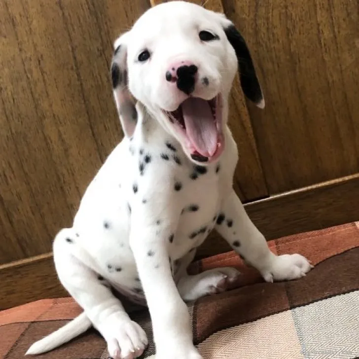 ID：2301-02586の子犬
