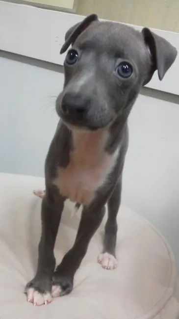 ID：1606-01918の子犬