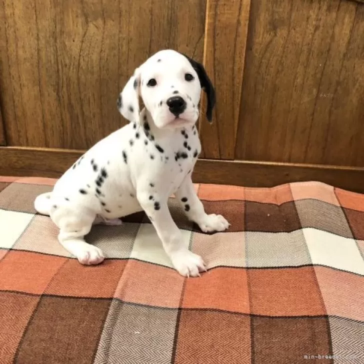 ID:2312-01800の子犬