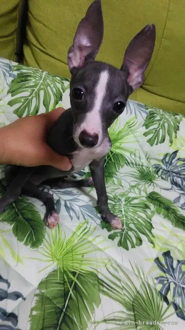 アンジ 様のお迎えした子犬