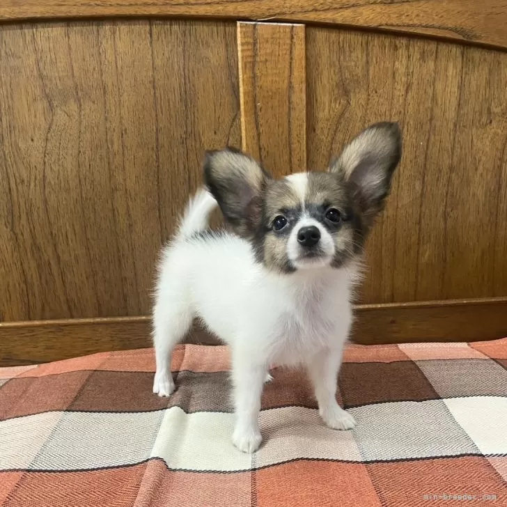 ID:2408-00203の子犬