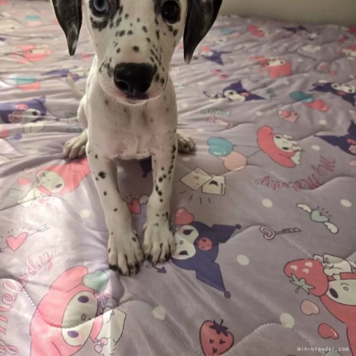 H.M 様のお迎えした子犬
