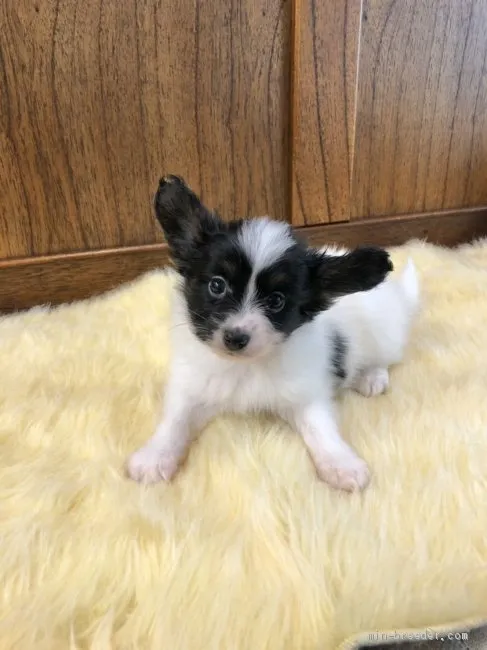 ID:2102-00891の子犬