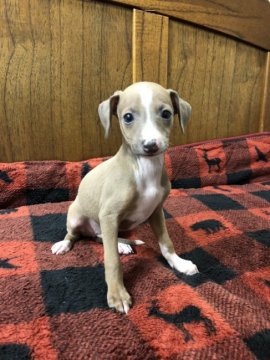 イタリアングレーハウンド【大阪府・男の子・2021年11月10日・ブルーフォーン&ホワイト】の写真「ひょうきん者な僕だよ」