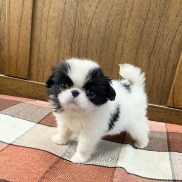 狆(チン)【大阪府・男の子・2024年5月23日・白黒】の写真「シャキーンとオッ狆」