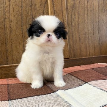 狆(チン)【大阪府・男の子・2024年5月23日・白黒】の写真「キリッとオッ狆」