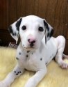 イングリッシュポインターの子犬を探す 専門ブリーダー直販の子犬販売 みんなのブリーダー