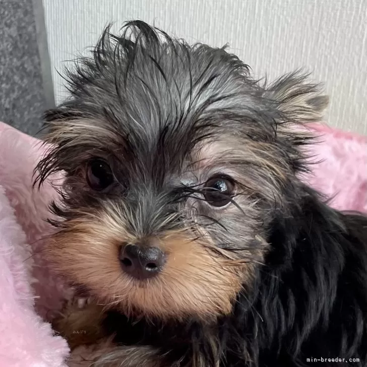 ヨークシャーテリア【東京都・男の子・2025年5月30日・スチールブルー アンド タン】の写真1