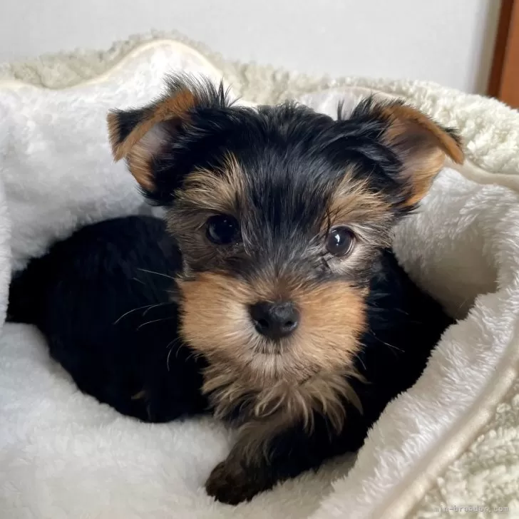 ID:2502-05295の子犬
