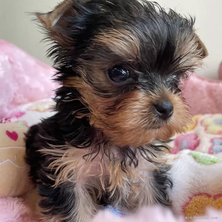ID:2507-01507の子犬