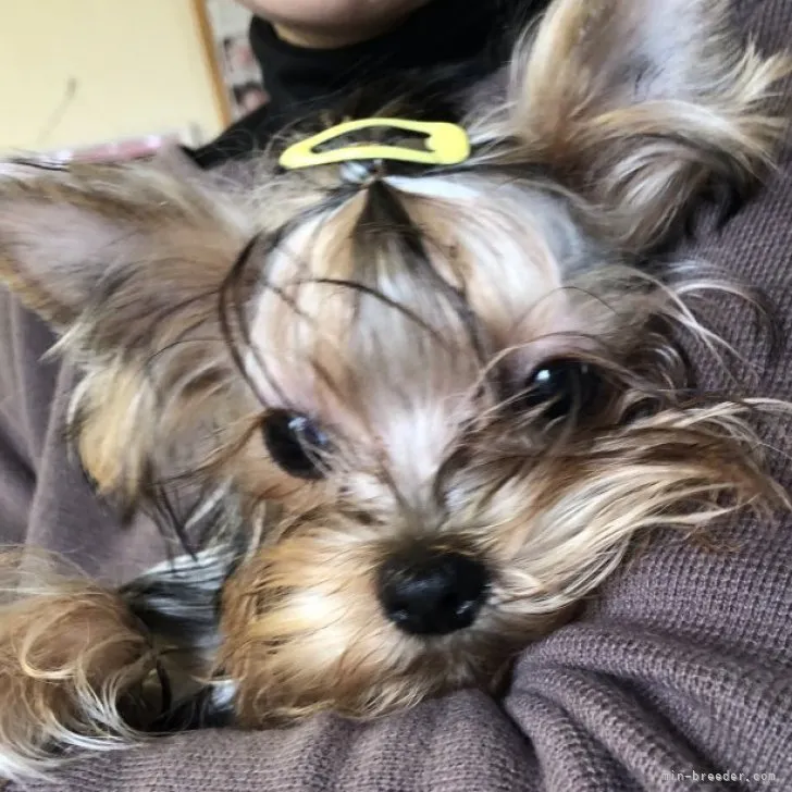 ID:2301-03174の子犬