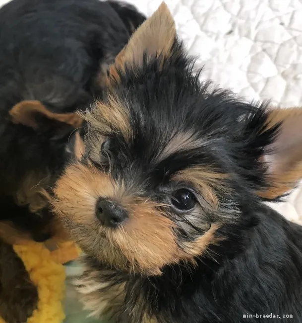 N.Y 様のお迎えした子犬