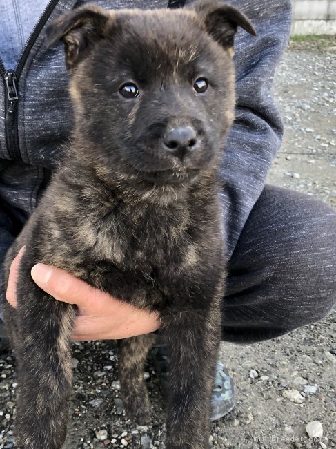 甲斐犬の子犬をお迎えいただいたお客様の声 口コミ 評判 全225件中 61 90件目を表示 みんなのブリーダー みんなのブリーダー 甲斐犬の子犬をお迎えいただいたお客様の声 口コミ 評判 全225件中 61 90件目を表示 みんなのブリーダー みんなのブリーダー