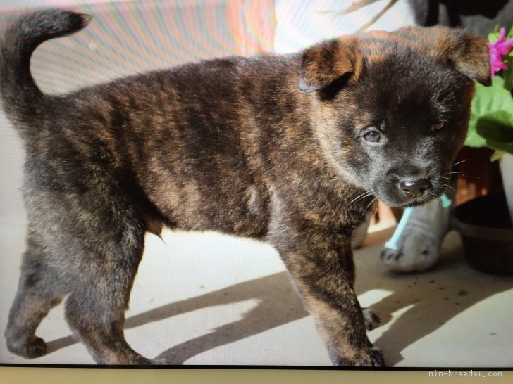 甲斐犬 徳島県 男の子 17年10月3日 赤虎を予想しています 出産ラッシュになりました お安くどうぞ みんなのブリーダー 子犬id 1711 甲斐犬 徳島県 男の子 17年10月3日 赤虎を予想しています 出産ラッシュになりました お安くどうぞ みんなのブリーダー 子犬id 1711