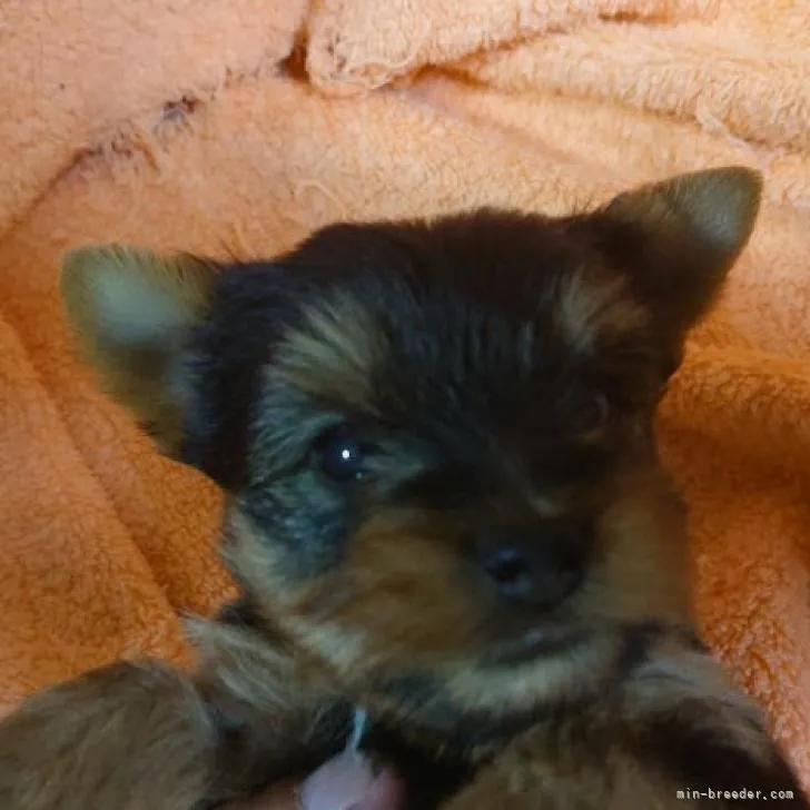 MS 様のお迎えした子犬