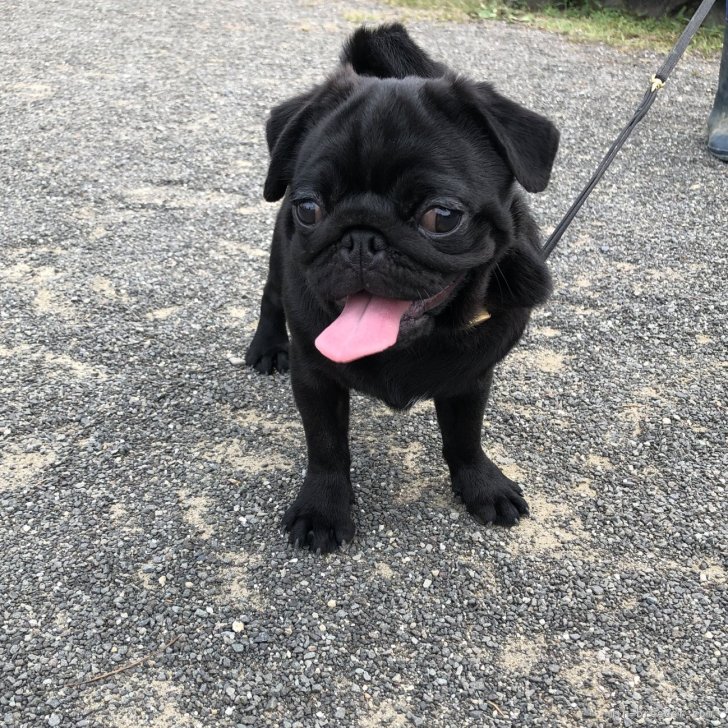 ブリーダー画像