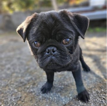 パグ【佐賀県・男の子・2025年6月24日・ブラック】の写真「　ドライブついでに是非見学にお越しください^^」