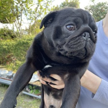 パグ【佐賀県・男の子・2024年8月19日・ブラック】の写真「　コロコロボディのイケメン君です♪」