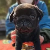 パグ