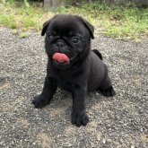 パグ