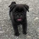 パグ