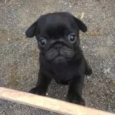 パグ