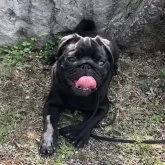 パグ