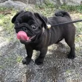 パグ