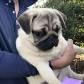 パグ【佐賀県・女の子・2024年8月19日・フォーン】の写真3